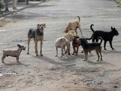 Apoie a senhora Rita no cuidado com animais abandonados